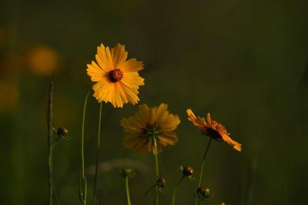Adenomiosi: le terapie ormonali di prima scelta